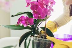 Aprende a realizar un abono casero que puede hacer que tus plantas florezcan como nunca antes Foto: Shutterstock