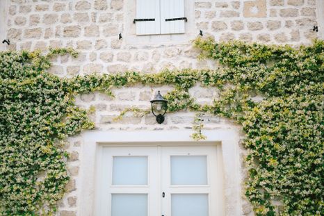 Entre las plantas trepadoras se destaca el jazmín de lluvia. Foto: Shutterstock Entre las plantas trepadoras se destaca el jazmín de lluvia. Foto: Shutterstock