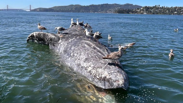 En marzo, el cadáver de una ballena gris hembra adulta apareció flotando en la bahía de San Francisco, en California.