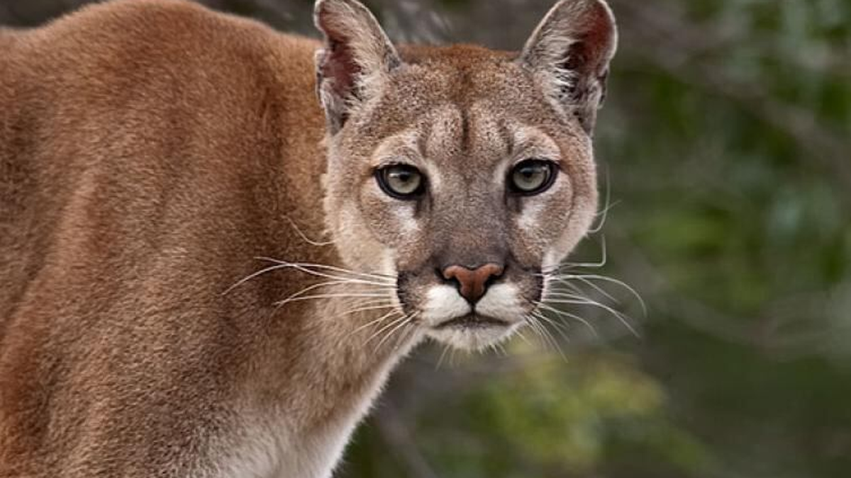 Condenaron a un joven por asesinar a un cachorro de puma y filmarlo