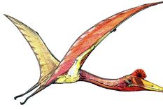 El pterosaurio inspira a la aeronavegación. Foto: Wikipedia.