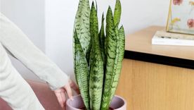 Lengua de suegra, una planta ideal para ambientes poco luminosos. Foto: Shutterstock Lengua de suegra, una planta ideal para ambientes poco luminosos. Foto: Shutterstock