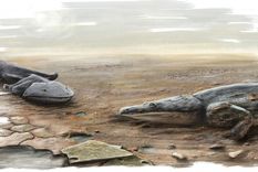 una salamandra mas grande que un humano