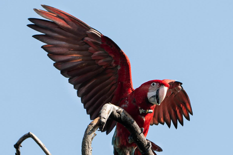 “Charrúa” había nacido en 2023 en los Esteros delIberá. “Charrúa” había nacido en 2023 en los Esteros delIberá.