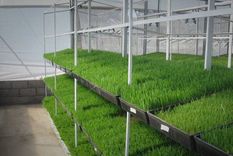 la revolucionaria forma de generar alimento para ganado, bajar costos y usar mucha menos agua