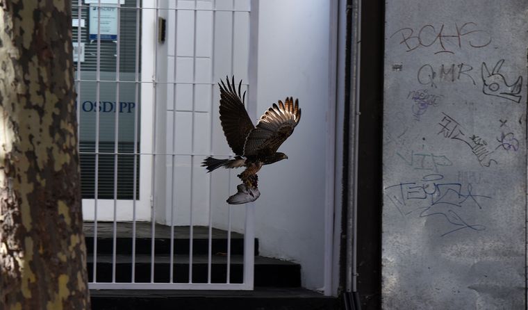 El Gobierno de Mendoza publicó una guía para actuar frente a la presencia de gavilanes mixtos. Llaman a no agredirlas y respetar su espacio de cría.