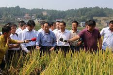 Yuan Longping, mientras era entrevistado en medio de los cultivos de arroz híbrido.
