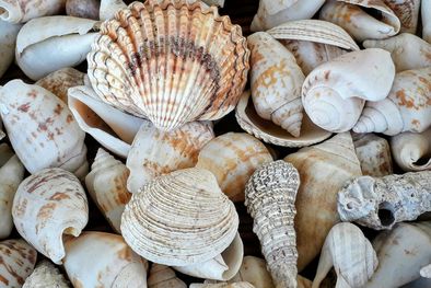 MDZol | photo-1589805719243-774da93c3cb8