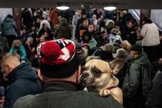 amor incondicional: los ucranianos huyen con sus mascotas amor incondicional: los ucranianos huyen con sus mascotas