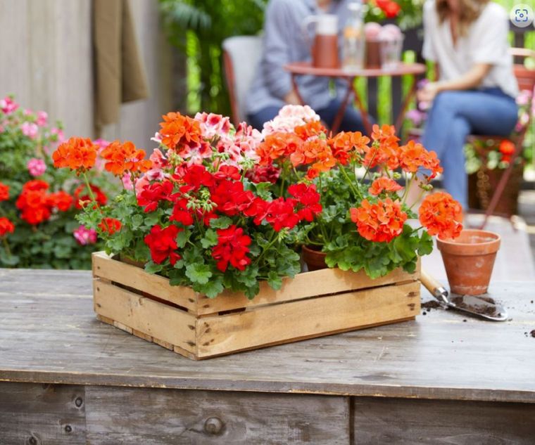 2022-Geraniums-