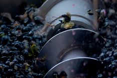 La cosecha mecánica sigue afianzándose en la vitivinicultura argentina. La cosecha mecánica sigue afianzándose en la vitivinicultura argentina.