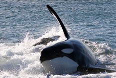 La costa de la Península Valdés se convierte en escenario de uno de los comportamientos predatorios más fascinantes del reino animal: el  varamiento intencional de las orcas.