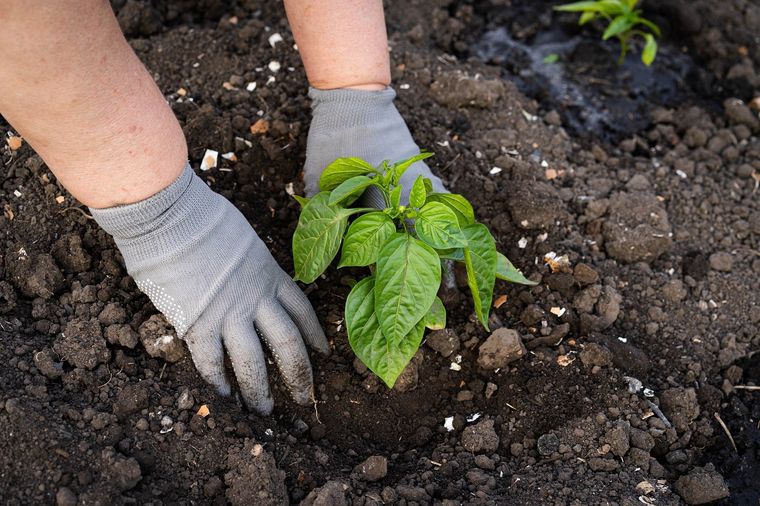 Podrás tener pimientos en casa. Foto: Fuente: Shutterstock