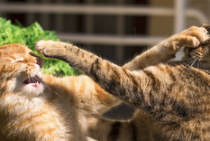 Algunos trucos para evitar las peleas entre tus felinos Foto: Shutterstock