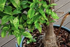 Este abono casero es ideal para recuperar las plantas débiles o marchitas.