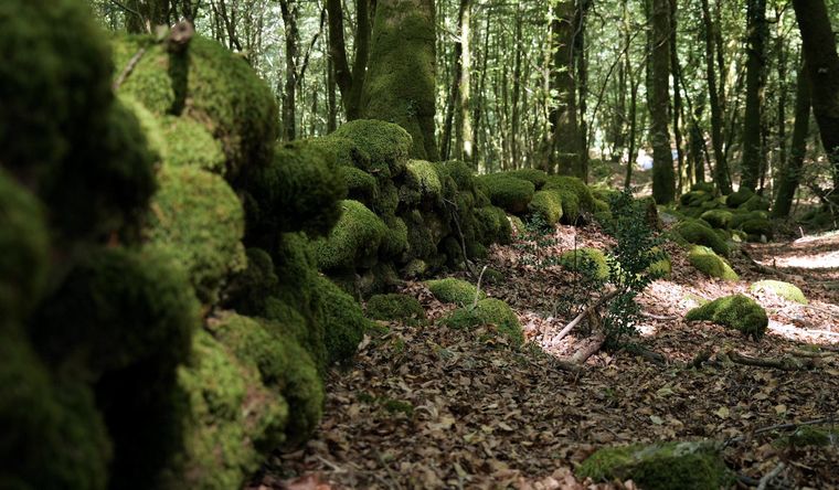 Se trata de un muro que atraviesa el bosque de Dossone della Melia, salvando fuertes desniveles, una meseta y, en el tramo final, incluso un arroyo. Foto: Efe.
