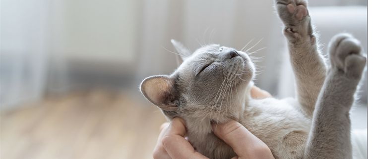 Las señales que indican que tu gato te quiere Foto: Shutterstock