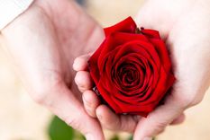¿te gustan las rosas? asi podrias conservarlas para decorar tu hogar