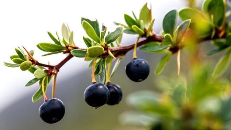 Los indígenas conocen desde hace mucho tiempo los beneficios para la salud de los frutos locales. Foto: GETTY IMAGES