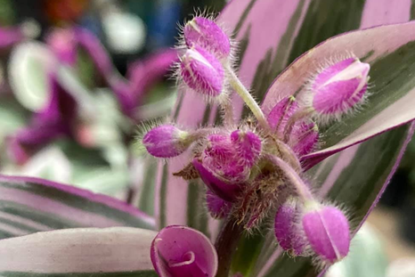 Foto: Facebook - El Colibrí - Plantas de Ornato