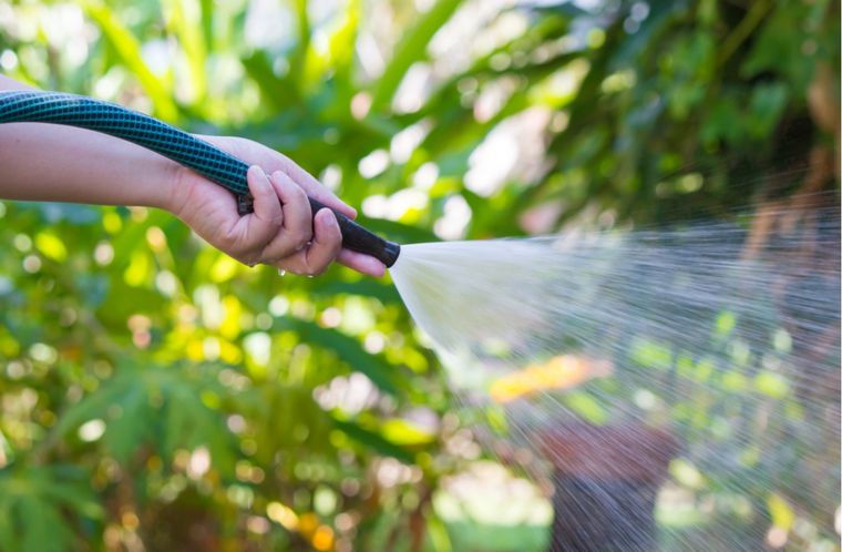 El riego de las plantas es fundamental y vital para su supervivencia y crecimiento. Existen momentos justos para hacerlo. Foto: Shutterstock