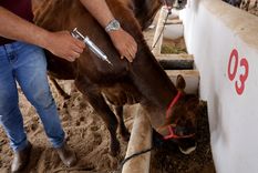 Argentina refuerza controles ante el foco de fiebre aftosa en Alemania Foto: Shutterstock