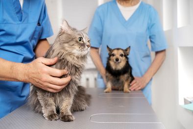 MDZol | Veterinarios mascotas perro gato Foto: Freepik