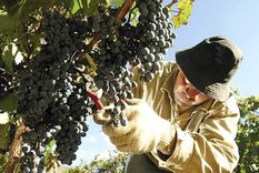 La importancia de la sustentabilidad.