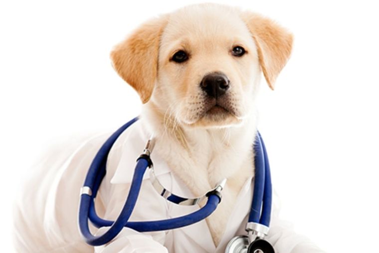 Foto: De perro a perro