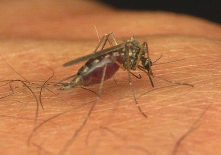 Tratan de reducir la cantidad de mosquitos en el departamento de Lavalle.