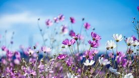 Foto: Foto Homesandgardens.com