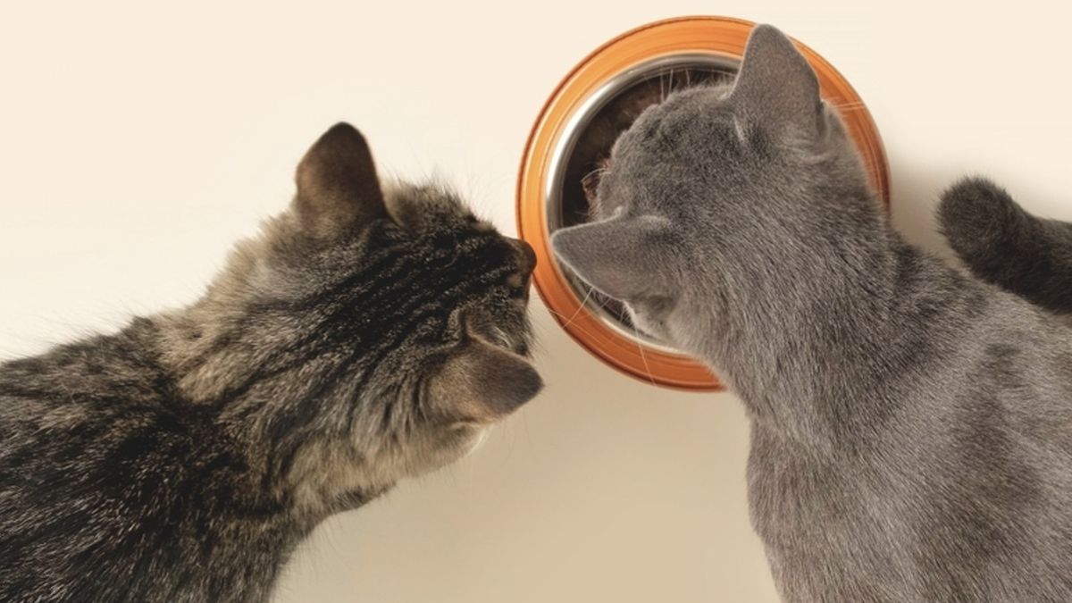 Tu gato las ama: tres comidas humanas que puede comer de forma segura