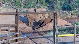Kenya junto al cuerpo de Pupy en el santuario de Brasil.