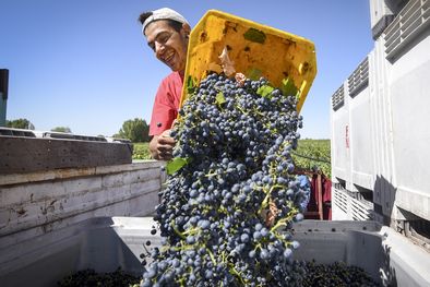 MDZol | Un momento en la vendimia.