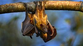 El murciélago frugívoro es el portador natural del virus Nipah. Foto: Shutterstock