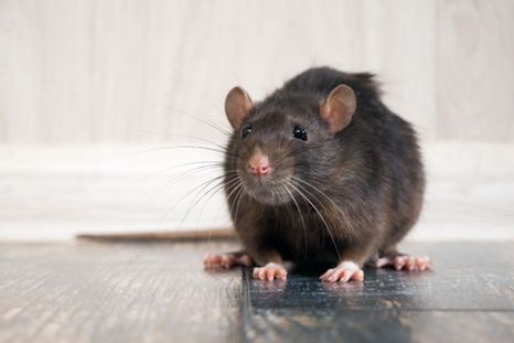 Una de las plagas más asquerosas son los ratones. Foto: Shutterstock