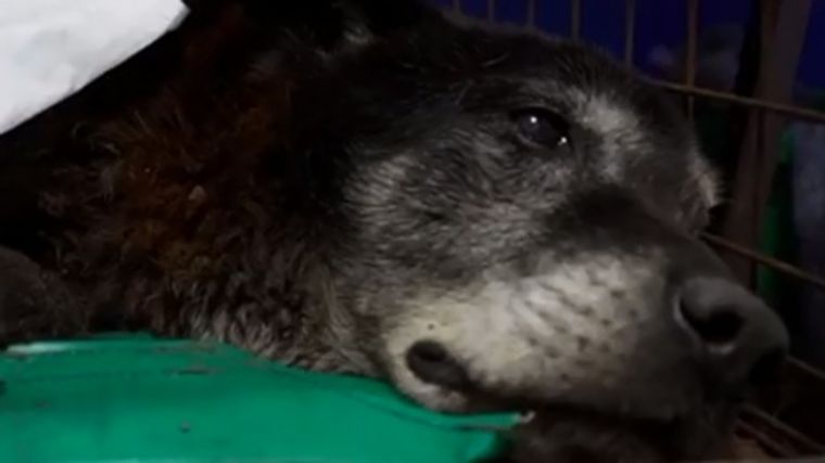 El perro se recupera en el hospital Foto: Télam