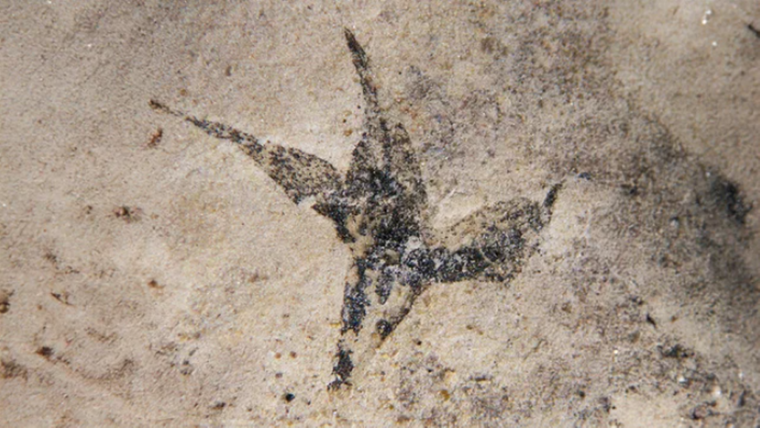 Según el Conicet, es la flor fosilizada más antigua en Argentina y Sudamérica