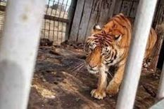 cuatro tigres abandonados hace 15 anos en un vagon seran rescatados