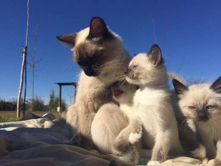 Foto: napsix.mdzol.com