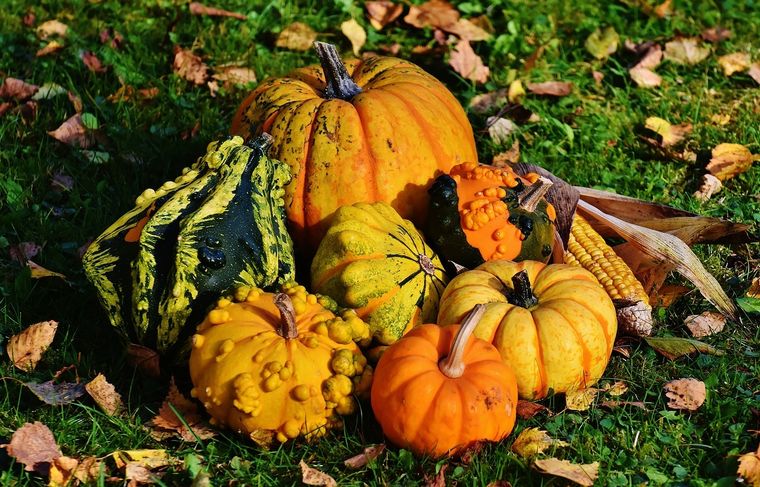 La calabaza tiene muchas variantes y fáciles de confundir. Foto: Pixabay - pixabay.com
