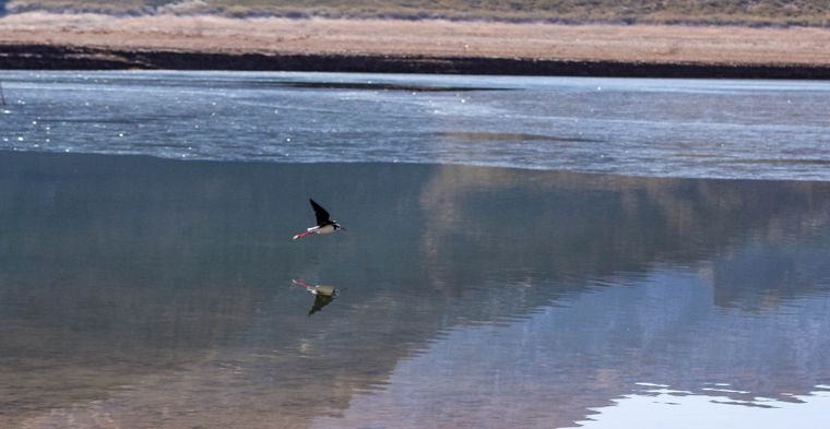 Aves sobre volando por Potrerillos. Detrás se nota el lago congelado. Aves sobre volando por Potrerillos. Detrás se nota el lago congelado.