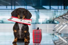 Esta aerolínea es la solución para viajar a cualquier parte del mundo con los perros Foto: Shutterstock