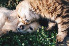 Los perros y gatos hacen amistades, tus mascotas pueden llevarse y convivir en paz con estos trucos Foto: Pexels