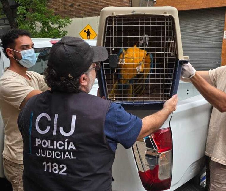 Rescatan a guacamayos y un tucán víctimas del tráfico ilegal en un consultorio de Almagro.