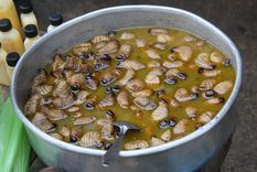 psicologia: apuntes sobre la repugnancia