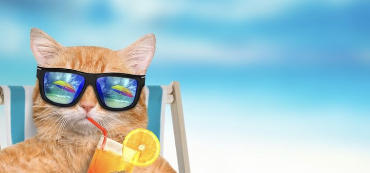 Los gatos son cazadores naturales y su instinto de caza puede verse intensificado con el calor. Foto: Shutterstock