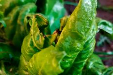 Las lluvias torrenciales pueden causar daños en las plantas. Foto: @mgsimonovich.&nbsp;