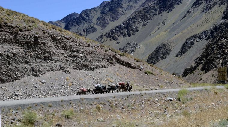 Imputaran a quienes maltraten a las mulas de carga en el Aconcagua Foto: ALF PONCE MERCADO / MDZ