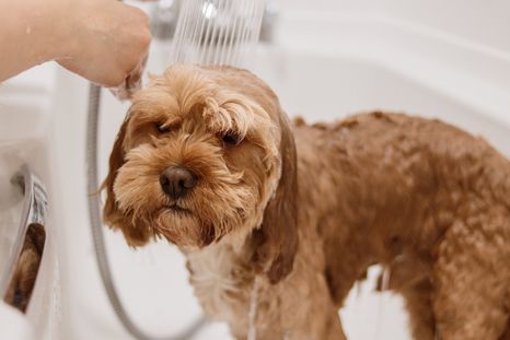 Una ducha no viene mal para las mascotas. Fuente: Shutterstock. Una ducha no viene mal para las mascotas. Fuente: Shutterstock.